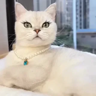 🤩