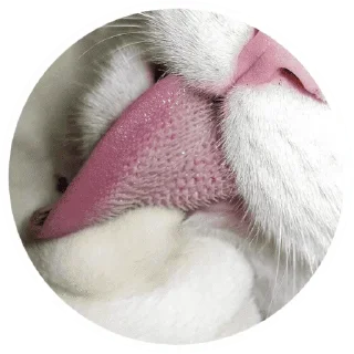 🐱