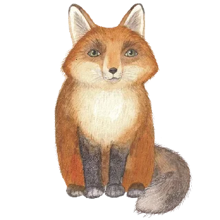 🦊