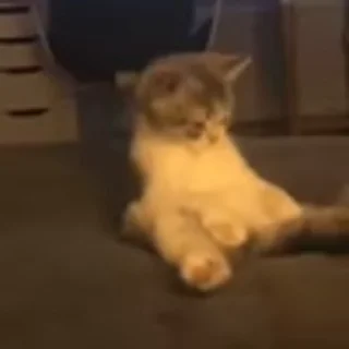 🐈‍⬛