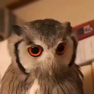 🦉