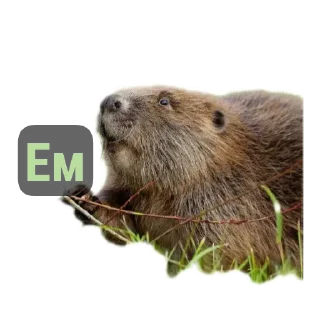 🦫