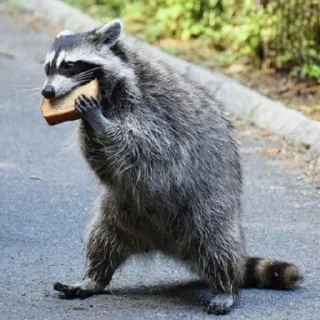 🍞