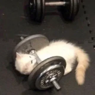 🐈