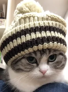 🐈