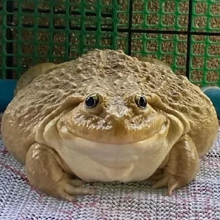 🐸