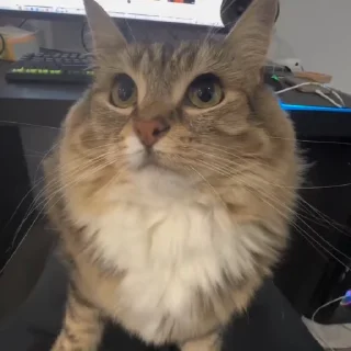 🌟