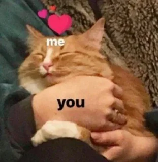 🐱