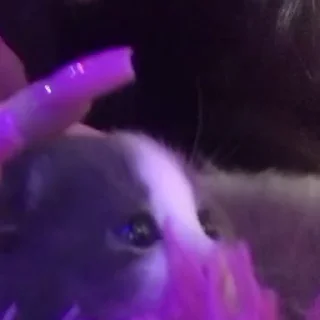 🐱