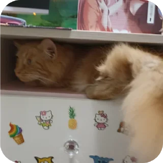 🐱