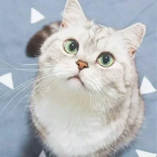 😺