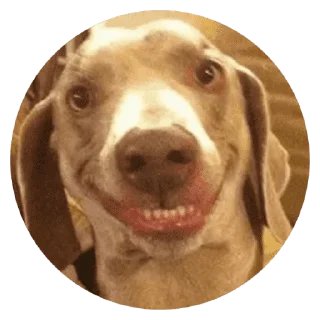 🐶