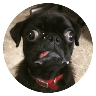 🐶