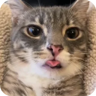 🌟