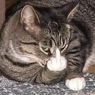 🐈
