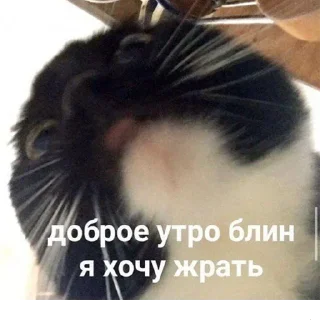 😺
