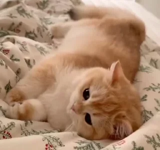 ✨