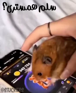 🐹
