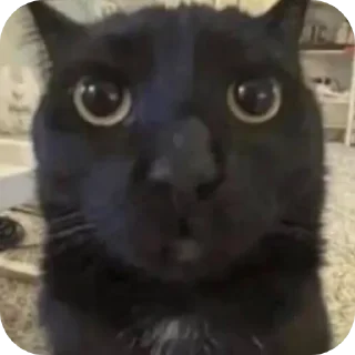 🐱
