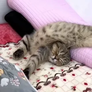 🐈