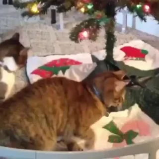 😠