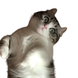 😺