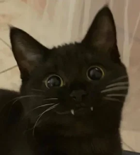 🎉