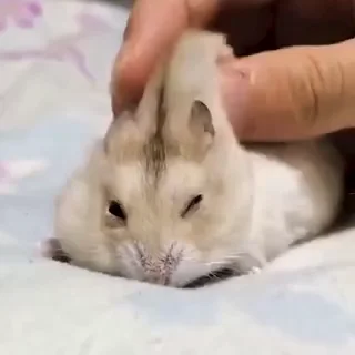 🤩
