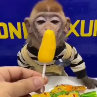 🐵