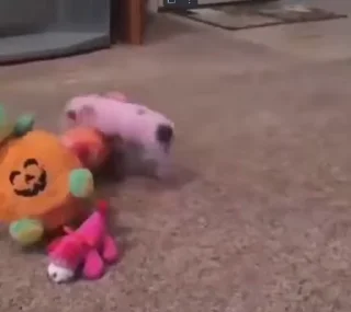 🐷