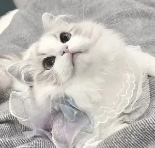 🥺