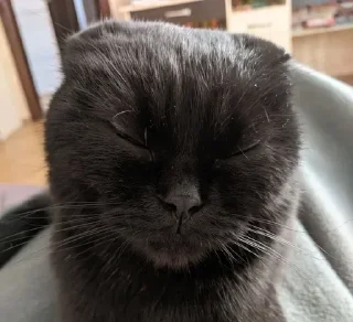 😴