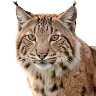 🐱