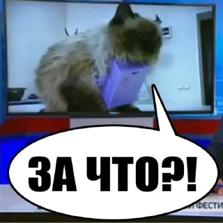 😿