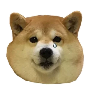 🐶