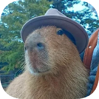 👒