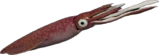 🦑