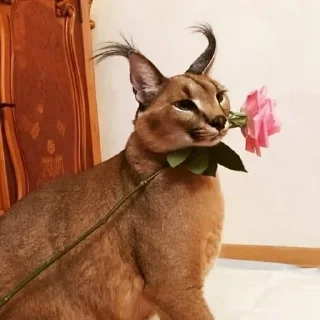 💮