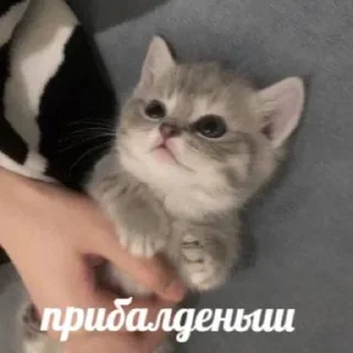 😻