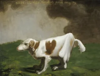 🐶