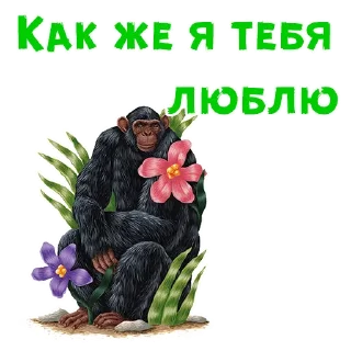 🌺