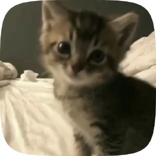 🐾
