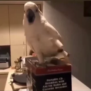 🍣