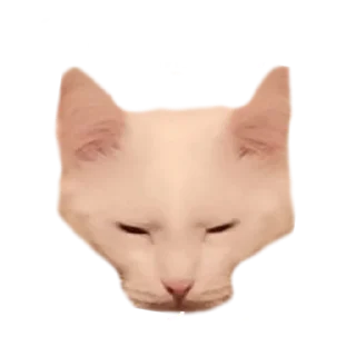 😎