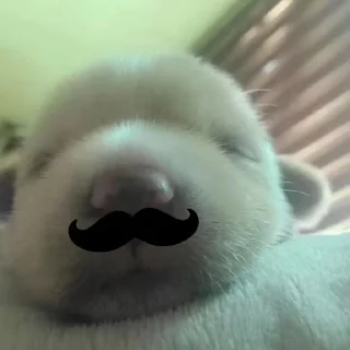 🐾