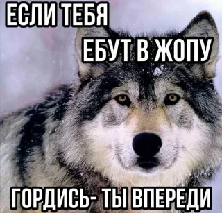 🐺