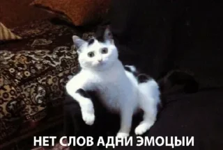 😼
