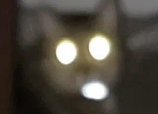 😹