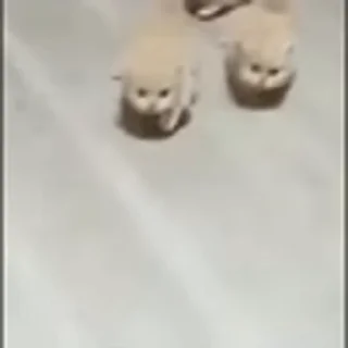 🐈‍⬛