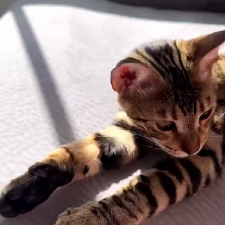 🤩